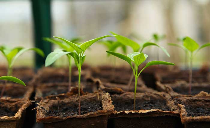 greenhouses for cannabis, greenhouse kits, Colorado cannabis greenhouse repairs, greenhouse buildings